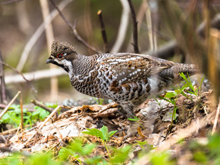 grouse