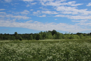 Fototapeta na wymiar landscape with green field and blue sky 3
