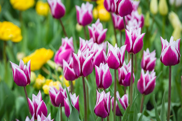 Beautiful bright white purple yellow motley varicolored tulips on a large flower-bed in the city garden. Floral background.