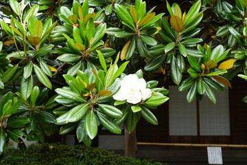 タイサンボクの花