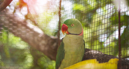 Big talking parrot in the reserve, zoo. Tropical animals in Sri Lanka. Beautiful bird in nature.