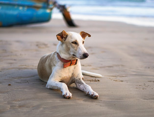 Beautiful dog by the sea or ocean. An animal on the shores of the Indian Ocean in Shrilanka. The pet walks free.