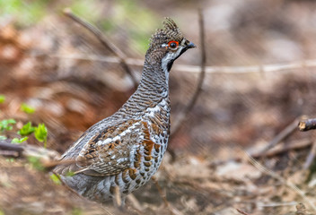 grouse