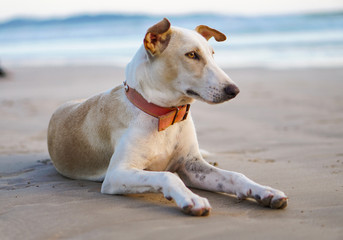 Beautiful dog by the sea or ocean. An animal on the shores of the Indian Ocean in Shrilanka. The pet walks free.