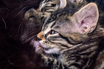 Two little tabby kittens sucking milk
