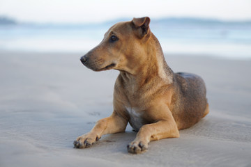 Beautiful dog by the sea or ocean. An animal on the shores of the Indian Ocean in Shrilanka. The pet walks free.