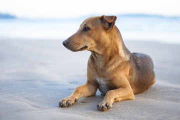 Beautiful dog by the sea or ocean. An animal on the shores of the Indian Ocean in Shrilanka. The pet walks free.