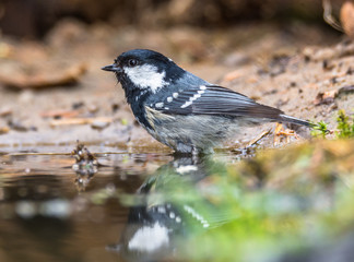 coal tit