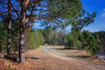 Fototapeta premium early spring in a mixed coniferous forest