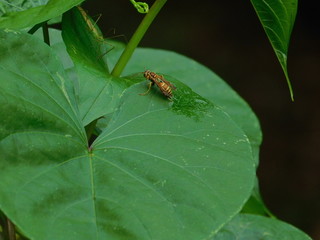 bee