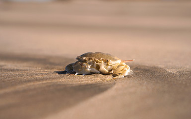 Crab on the beach of the sea is crawling in the sand. Asia and its nature.