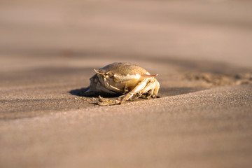 Crab on the beach of the sea is crawling in the sand. Asia and its nature.