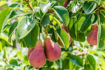Ripe pear fruits on a tree
