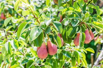Ripe pear fruits on a tree