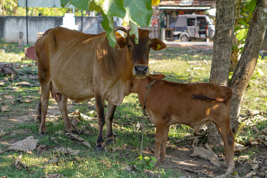 Cow on the nature outdoors. Mammals in Asia. An animal on the island of Ceylon or Sri Lanka. Stock photo