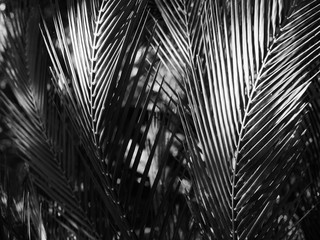Obraz premium Palm tree leaves