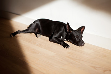 Dog sleeping on the wooden floor. Summer light in the apartment. Black puppy rest in a flat. 