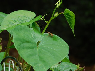 Bee on a leaf