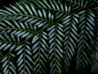 Artistic and graphic closeup picture of fern foliage pattern, retro effect, Blue Mountains Australia © Naglagla