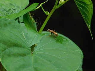 Bee on a leaf