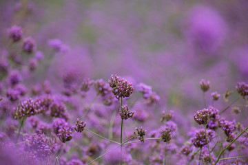 Closeup verbena flower , pink flower blooming field on the mountain.