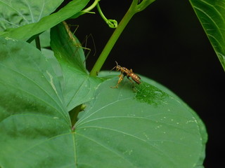Bee on a leaf