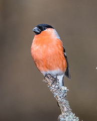 bullfinch