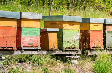 Row of beehive boxes in a apiary with bees flying..