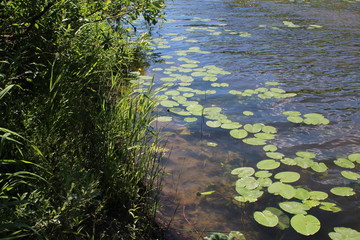  shore with water lily leaves