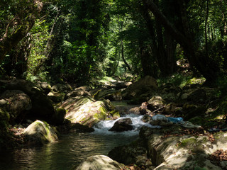Naklejka na ściany i meble Water stream in a dark forest