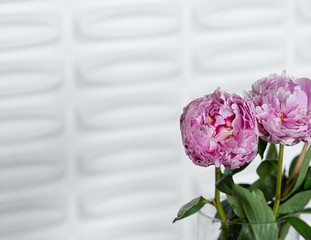 Bouquet of Pink Peonies with Green Stems with Modern White Background Room for Copy