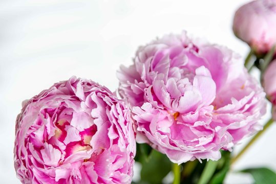 Closeup of Blooming Pink Peony Flowers with Greenery and Modern White Background