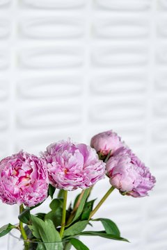 Pink Peony Flowers in Group of Four Blooming Peonies with Green Stems with Modern White Background Modern Home Style