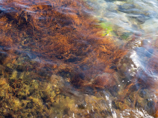 Fototapeta na wymiar Colors of sea plants under water
