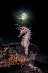 Il principe dei cavallucci