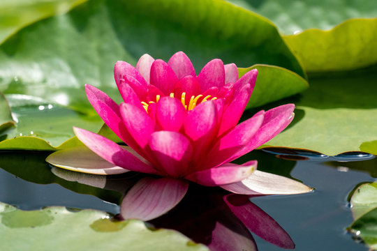 Pink water lily blooming in a lake with refelctions in water