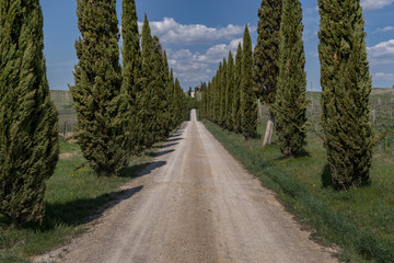 Fototapeta na wymiar Cypress road in tuscany italy