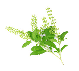Naklejka premium Holy Basil,Ocimum sanctum isolate on white background