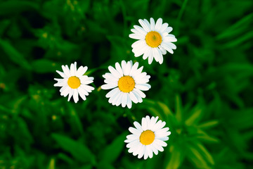 Bellis perennis (Daisy) - from above. The white flower of daisy -  bruisewort, woundwort seen from above on grass background © PiotrKaluza