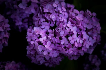 Hydrangea flowers in garden, Closeup