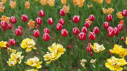 Closeup view of colorful flowers with green leaves in the background