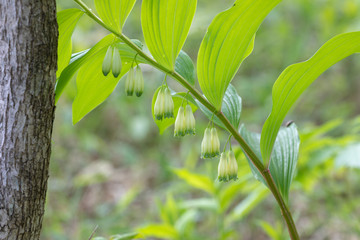 アマドコロ　Solomon's Seal