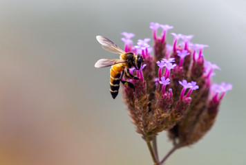 Closeup bee seeking food on verbena flower , pink flower blooming on the mountain.
