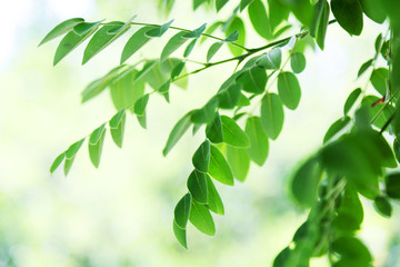 Background of green leaves, summer 