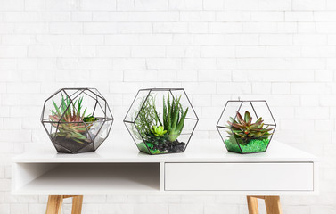 Succulent plants in three geometric florarium vases