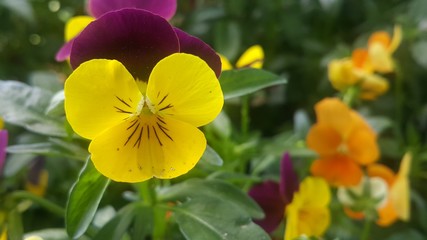 Closeup view of colorful flowers with green leaves in the background