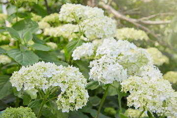 White Hydrangea arborescens Annabelle, backlit by the sun in summer. Flowers of smooth hydrangea (Hydrangea arborescens)