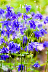 blue flowers bluebells in the garden