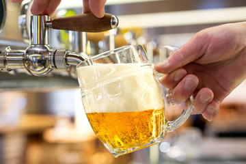 A man pouring draft lager beer into a dimpled glass mug  in a modern pub.