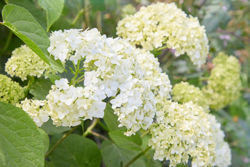 White Hydrangea arborescens Annabelle, backlit by the sun in summer. Flowers of smooth hydrangea (Hydrangea arborescens)